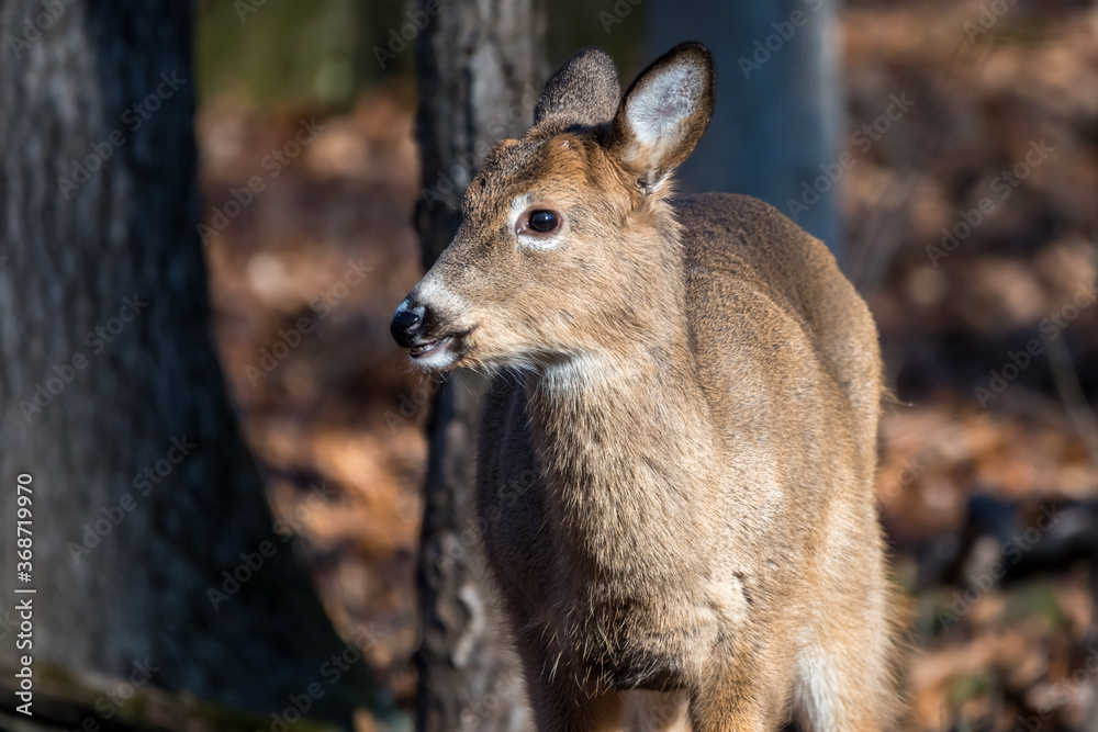 White-tailed deer fawn standing in the woods with its ears pulled back