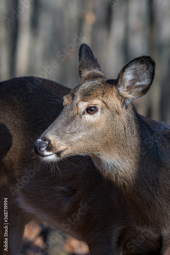 Portrait of white-tailed deer stnading in the forest © George Schmiesing