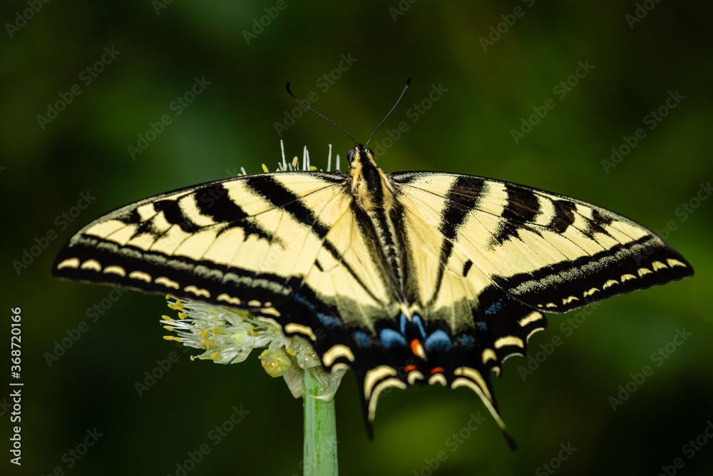 Closeup of butterfly on green onion flower Closeup of butterfly on green onion flower