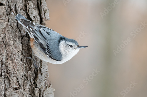 Female white breasted nuthatch clinging to the side of a tree