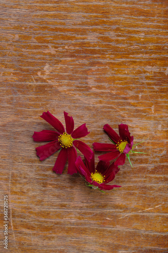Three red cosmea flowers on an old wooden surface. Copy space. Vertical image.