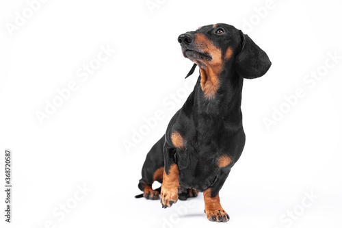 Smart dachshund sits and looks up with raised paw  performs handler command during training and waits for praise on white background  front view  copy space. Dog is tired or injured paw while walking