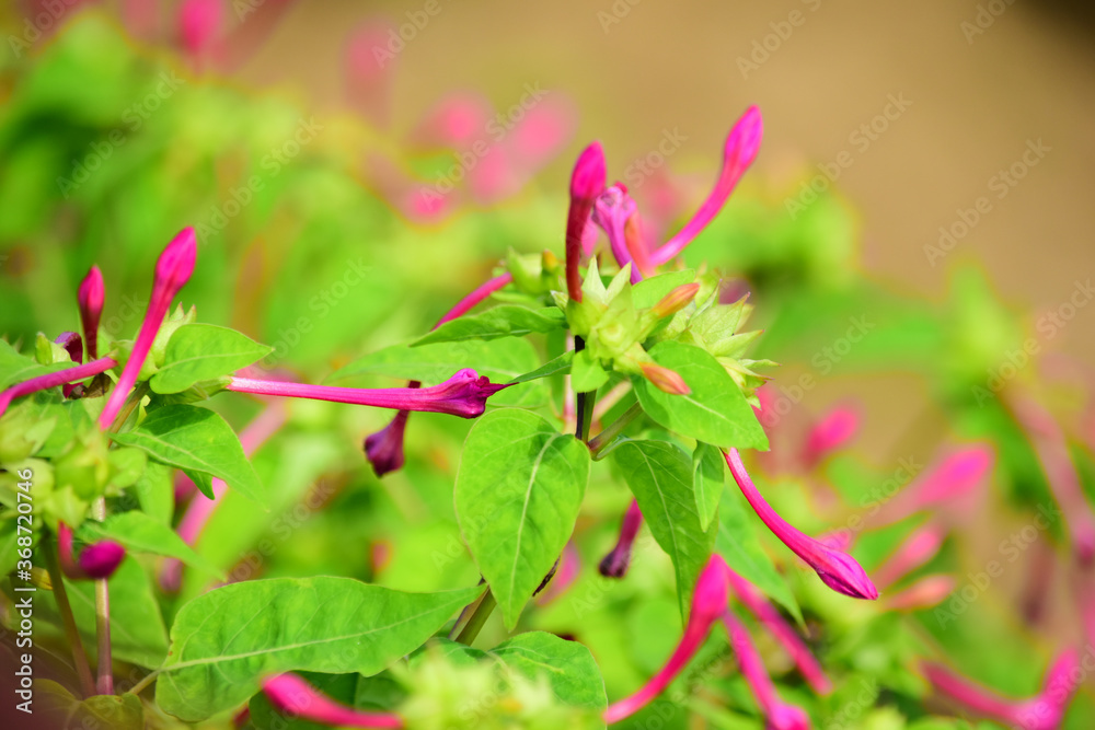 中国では洗澡花（風呂に入る時間から咲くよ）などと呼ばれているオシロイバナの蕾