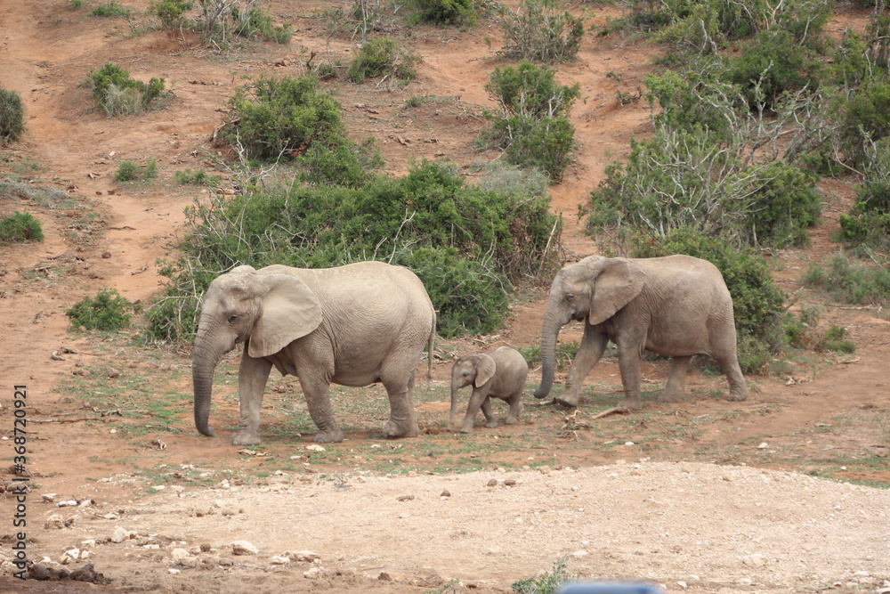 Elephant in Addo Elephant Park, Port Elizabeth, South Africa. Elephant in Addo Elephant Park, Port Elizabeth, South Africa.