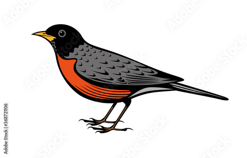 American robin bird vector illustration. Vintage line art. Logo design.