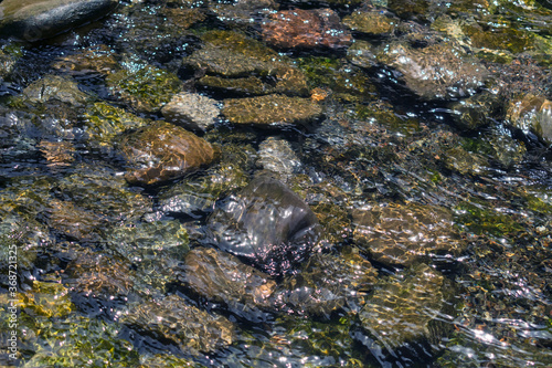 
Stones under a layer of clear river water. Natural background of river stones. photo