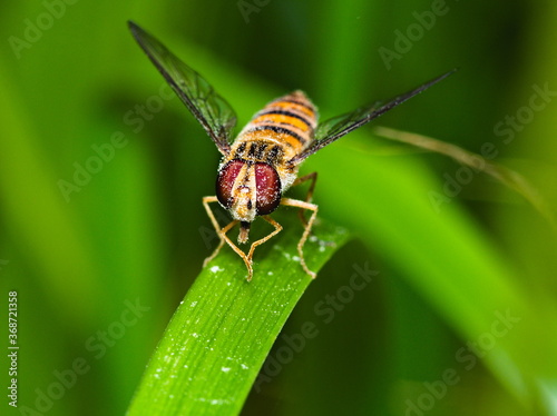 Hoverfly on leaf on grassy background