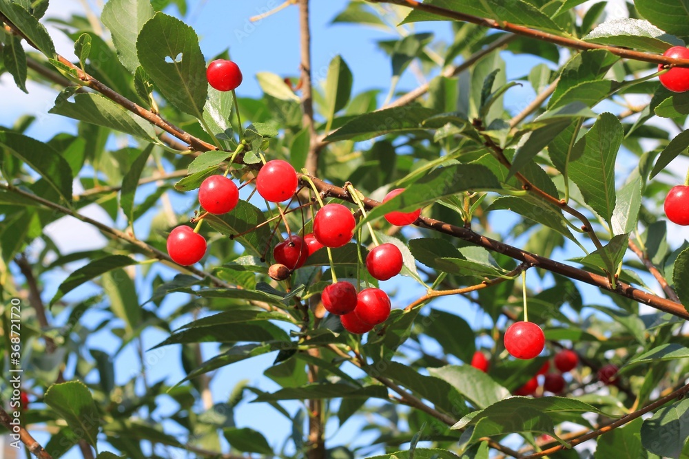 red cherry on a branch