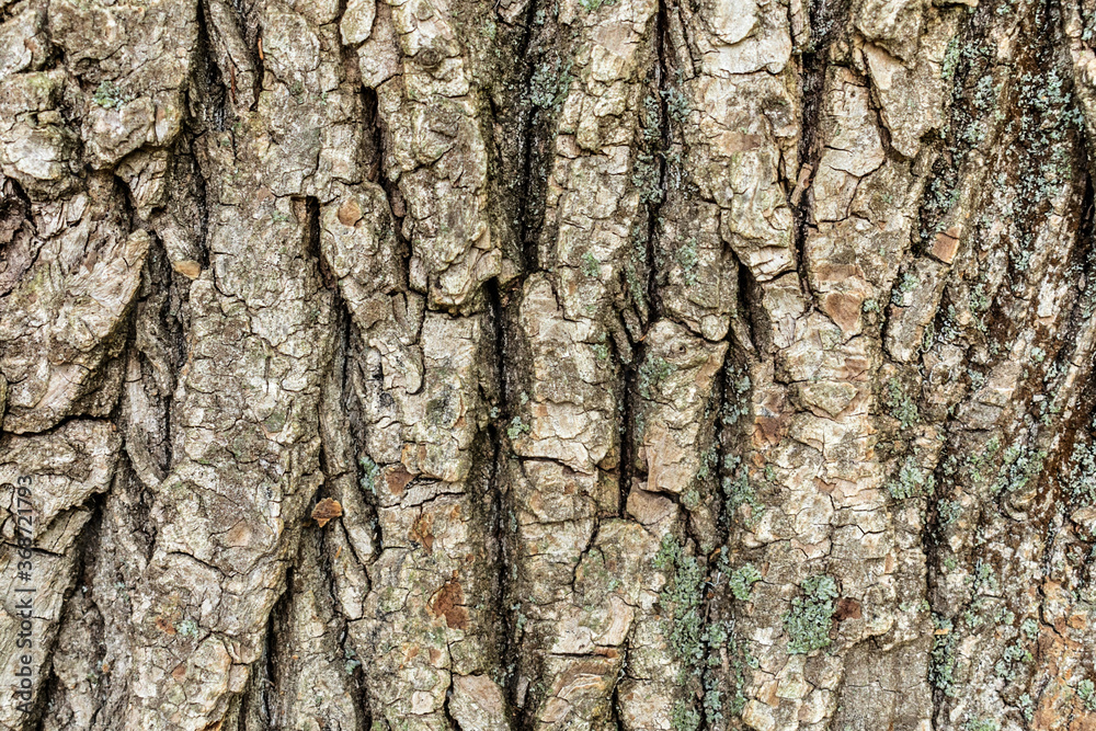 Embossed tree bark background. Tree bark texture.
Embossed tree bark background. Tree bark texture.