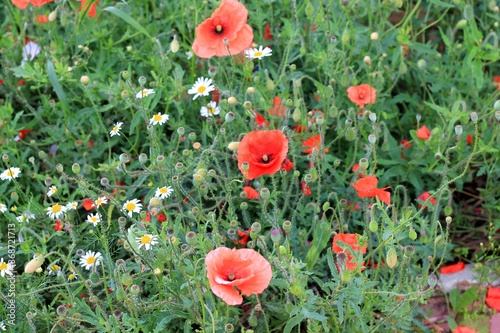 Wallpaper Mural poppies in the field Torontodigital.ca