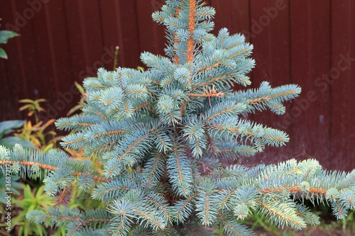 Wallpaper Mural christmas tree branches Torontodigital.ca