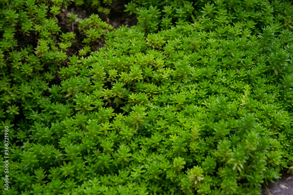 Fototapeta premium こけ 