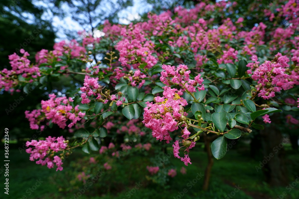 夏に咲くサルスベリの花