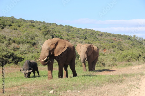 Elephant in Addo Elephant Park  Port Elizabeth  South Africa.