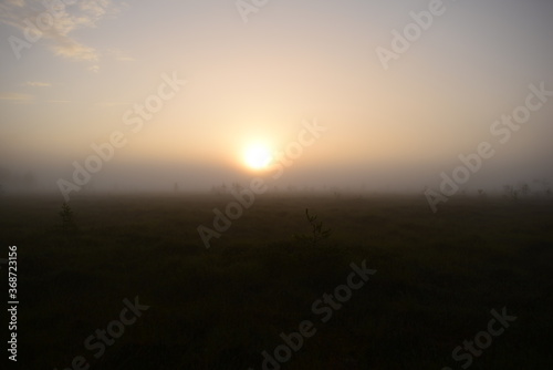 Sunrise in the fog over a forest swamp © yarvin13
