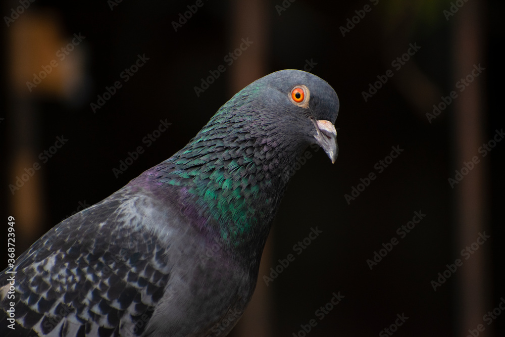 Fototapeta premium best shots of red eye bird photo of asiatic rock dove pigeon