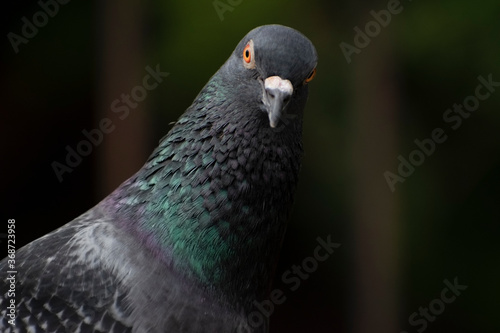 angry red eye bird photo of asiatic rock dove pigeon