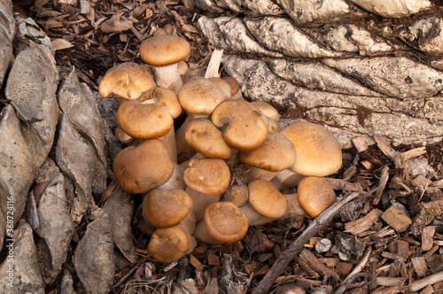Sydney Australia, clump of Armillaria luteobubalina or Australian Honey Fungus