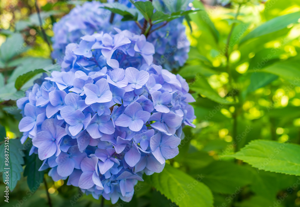 The flowering plant - Blue hydrangea, hortensia The flowering plant - Blue hydrangea, hortensia