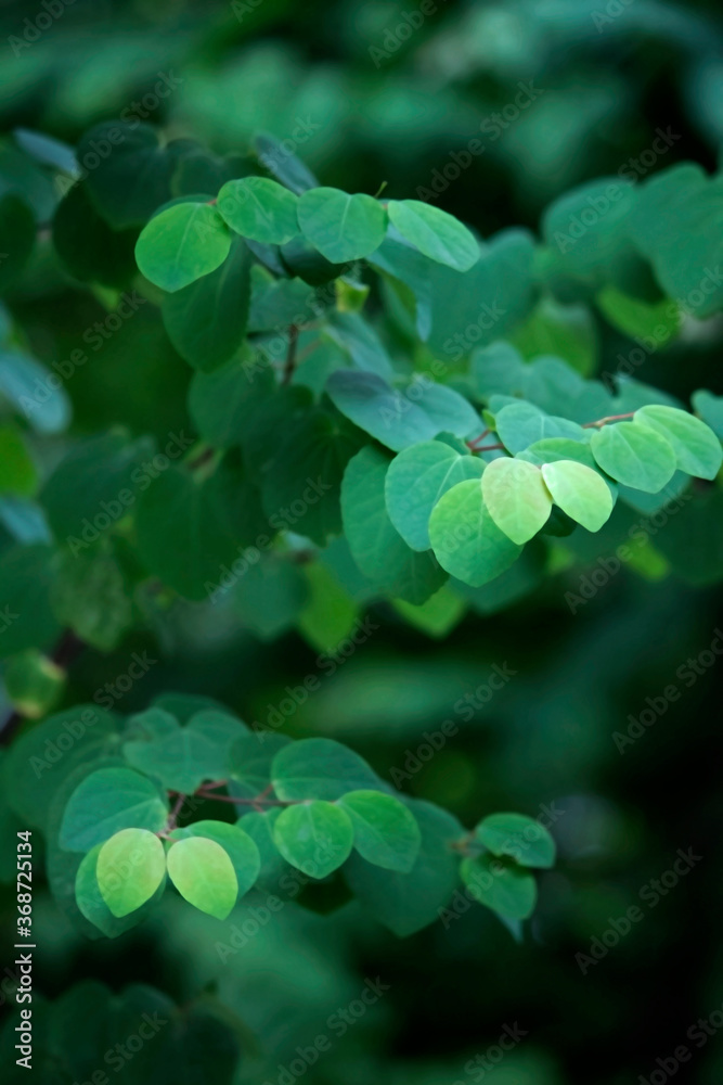 Fantastic fresh green leaf background material photo Fantastic fresh green leaf background material photo