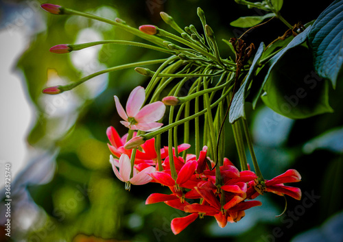 red and white flowers alongwith buds in garden photo