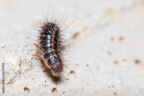 Anthrenus verbasci larvae walks on a concrete floor under the sun photo