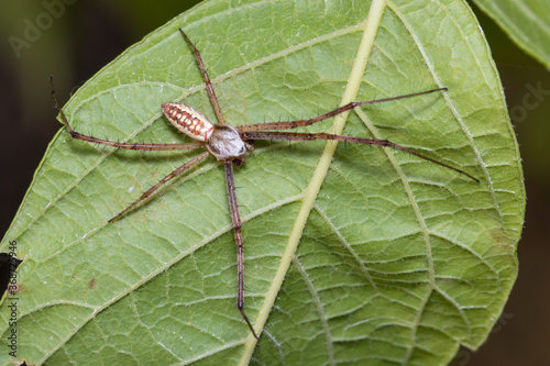 Male of Argiope bruennichi spider posed on a green leaf