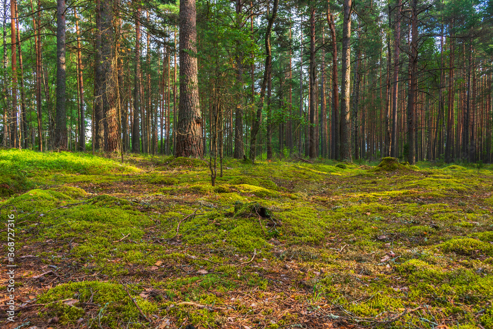 Obraz premium Tree trunks in the forest lit by the sun. Natural background 