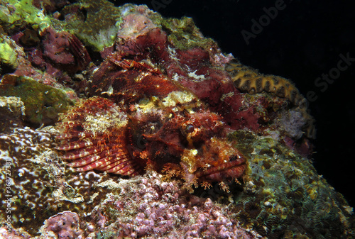 Bearded Scorpionfish camouflaged on rocks Cebu Philippines