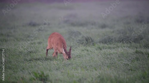 Roe deer female grazing grass on the wet meadow, summer, (capreolus capreolus), germany photo