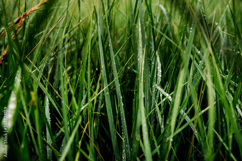 beautiful green grass after rain