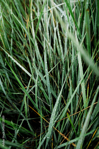 beautiful green grass after rain