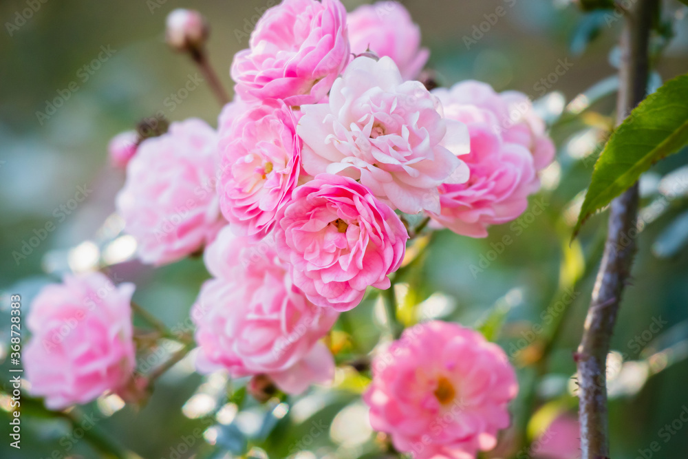Beautiful pink roses flower in the garden Beautiful pink roses flower in the garden