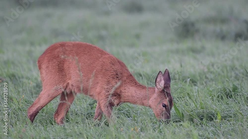 Roe deer female grazing grass on the wet meadow, summer, (capreolus capreolus), germany photo