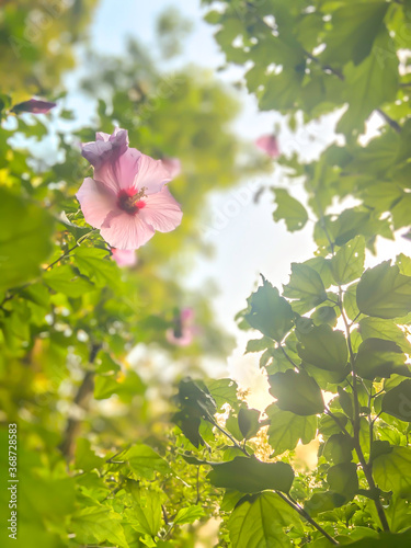 Beautiful Korean Mugunghwa in the sunlight photo