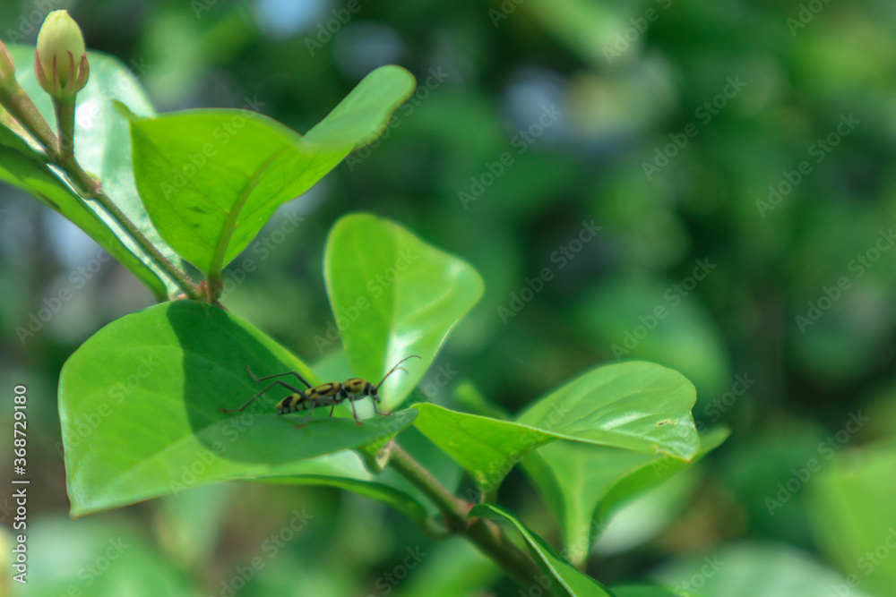 insect at green leaf on a green background insect at green leaf on a green background