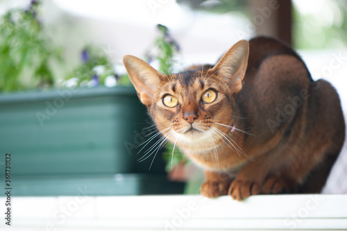 Abyssinian cat in collar, sitting on the terrace . High quality advertising stock photo. Pets walking in the summer