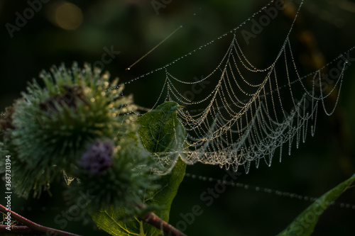 A spider web with dew drops on defocused thistles