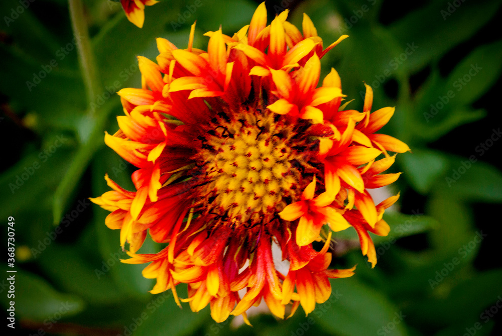 Obraz premium Pretty multi-colored flower macro view