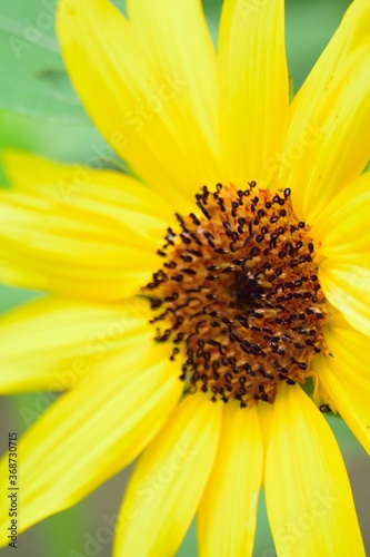 Macro details of vibrant yellow Sunflower petals