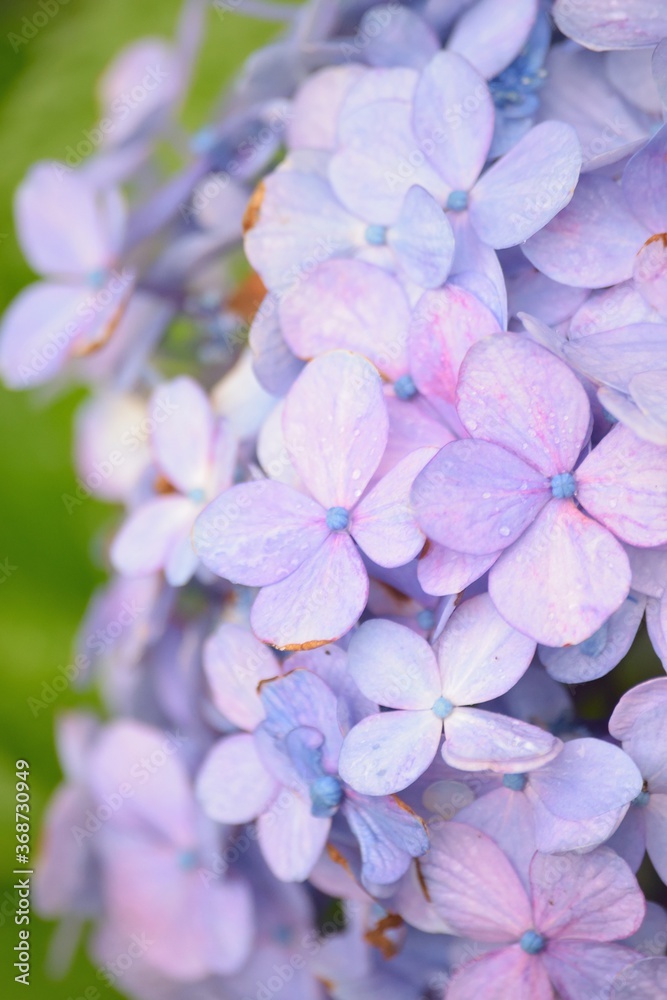Blue Hydrangea flowers soaked in rainwater