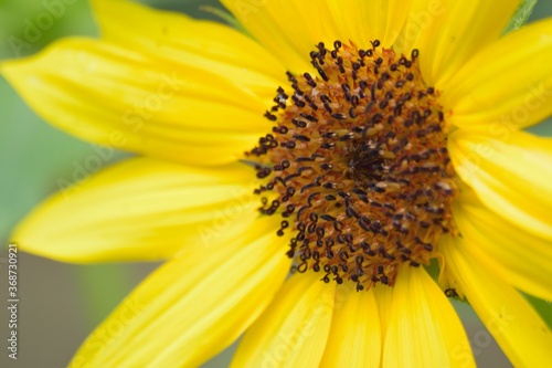 Macro details of vibrant yellow Sunflower petals