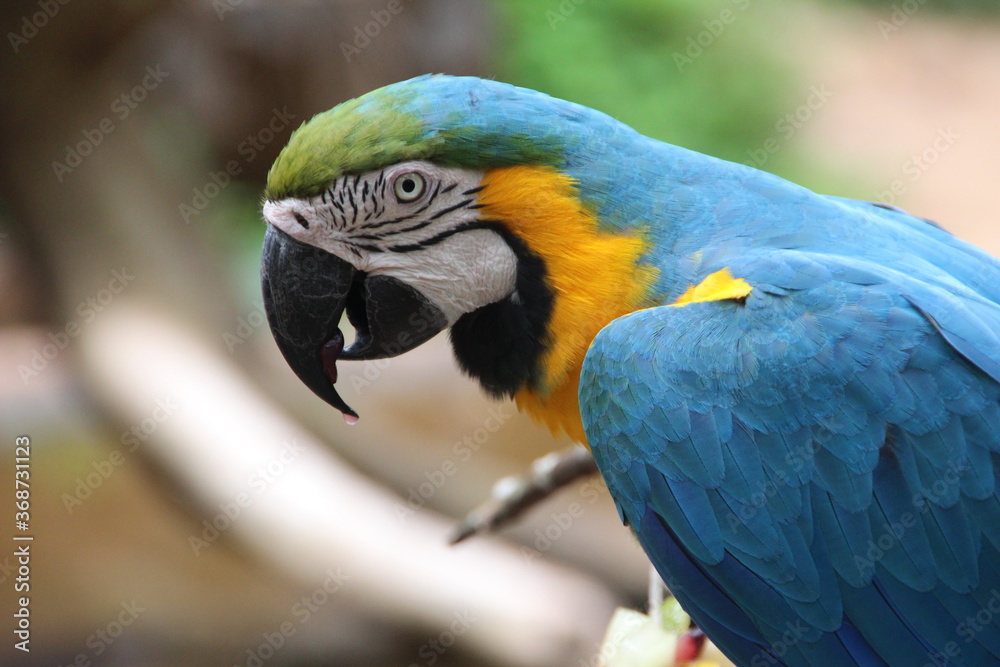Macaw in a Bird Park near Iguazu Falls, Brazil.