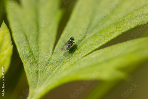 Small green fly on a green leaf, macro. A tiny green fly insect sitting on a green leaf of a plant in the sun, macro photo. 