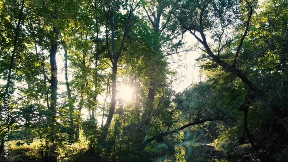 beautiful sunrise in green forest by the river beautiful sunrise in green forest by the river