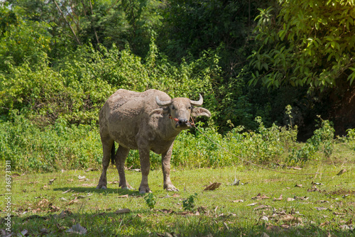 Buffalo, water buffalo stands looking at something in the meadow Thailand.