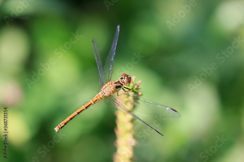 Common darter dragonfly on a plant, macro. An orange (yellow) colored common darter (Sympetrum striolatum) dragonlfy insect sitting on a plant in the sun, macro photo.