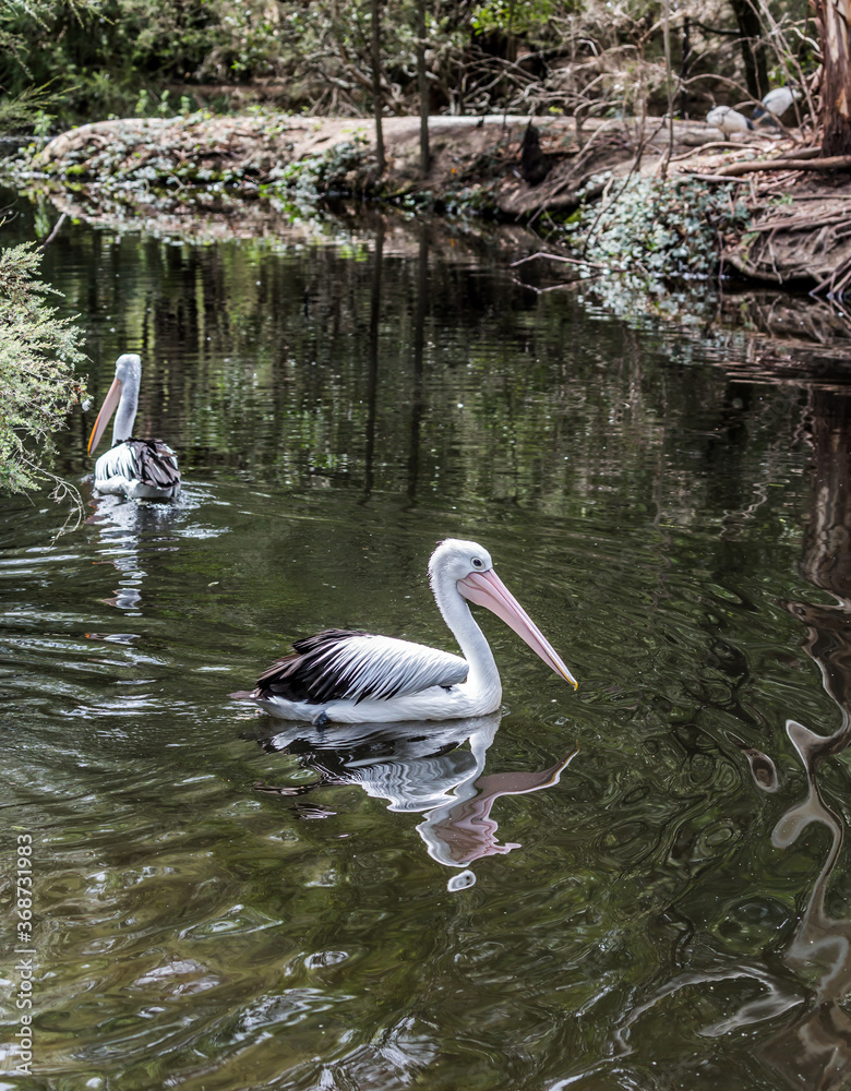 Pelicans are looking for fresh fish Pelicans are looking for fresh fish