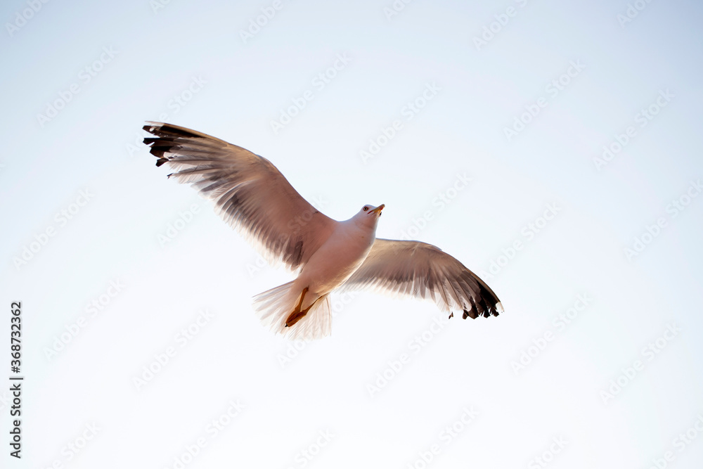 Fototapeta premium Seagull flying over the sky.