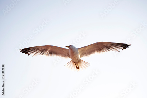 Seagull flying over the sky.